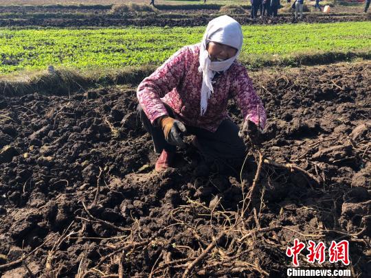 甘肅“千年藥鄉”里說豐年：產業興起貧農增收